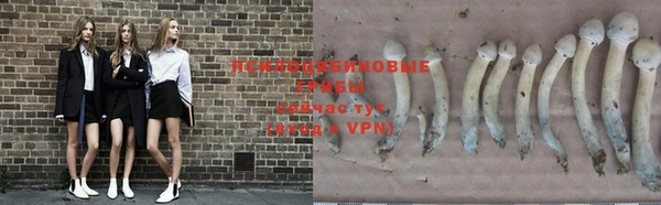 a pvp Дмитров